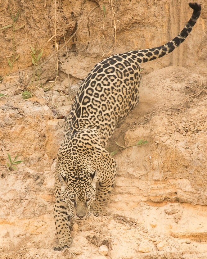 jaguars, pantanal, tours, brazil, photography, wildlife